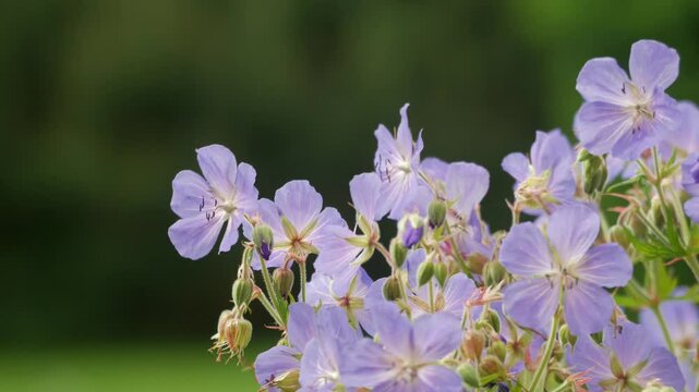 Purple geranium flowers on dark natural background