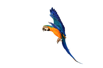 Colorful flying Blue and Gold Macaw parrot isolated on transparent background png file