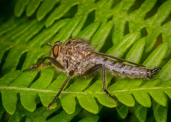 Macrophotography of a Kite-tailed Robberfly (Tolmerus atricapillus) on a green leaf. 