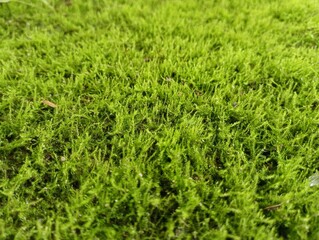 Texture of green forest moss. Natural backgrounds and textures. Soft green moss.