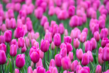 Field of tulips, mass of vibrant pink flowers in full bloom and blurred with one pink tulip rising above the rest and in focus, closeup of colorful fresh spring growth as a nature background
