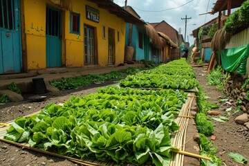 Traditional Sun-drying of Coca Leaves on Mats in Rural Village Square