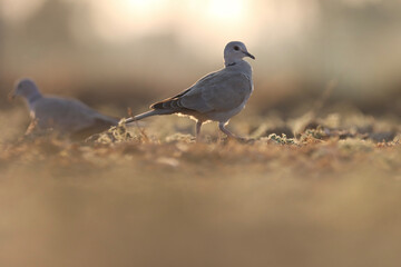 Dove standing on the ground. Ring necked dove. Bird background.