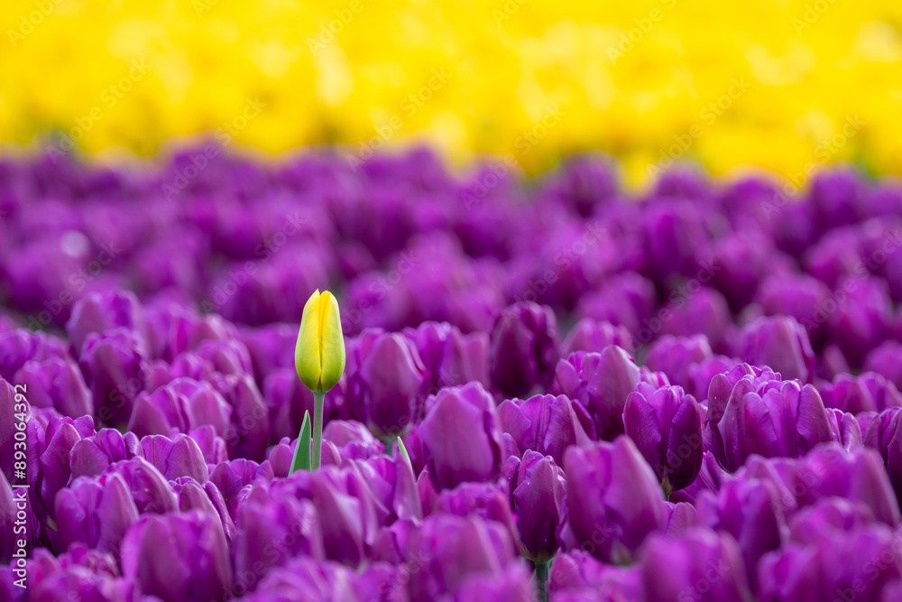 Wall mural field of tulips, mass of dark purple flowers in full bloom and a bright yellow bloom in the middle a