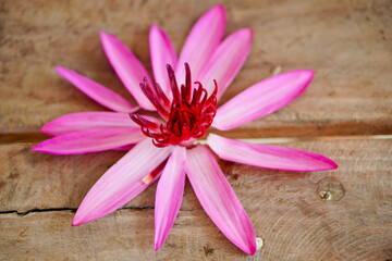 Pink lotus flower on wooden table background.Flat lay.