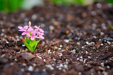 Close up of Pink flower and leaves in earth on blur background