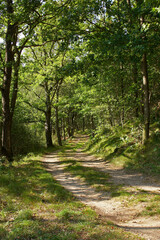 Fototapeta premium Road, nature and pathway to travel, environment and peace in location, outdoor and adventure in forest. Woods, way and direction of destination for journey, morning and trees on trip or landscape