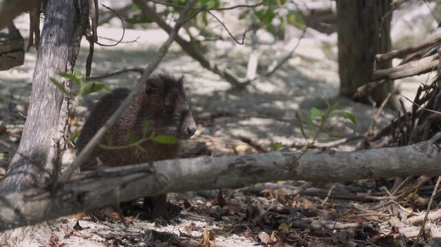 Cuban hutia (capromys pilorides) rodent animal behind a wooden branch in Cuba