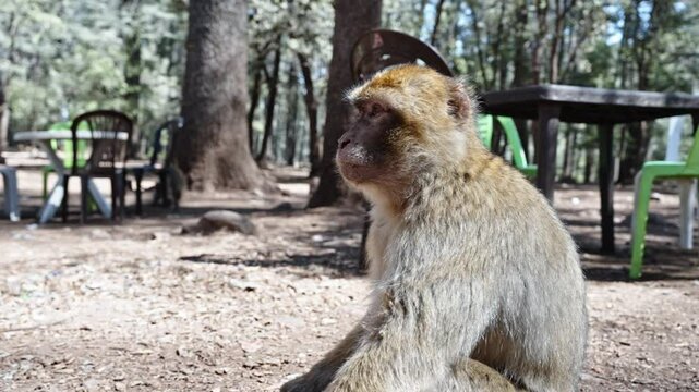 A Barbary macaque sits in a forest clearing surrounded by scattered outdoor furniture
