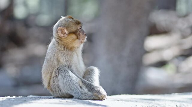 A Barbary macaque sits alone in Azrou forest, Morocco, basking in sunlight
