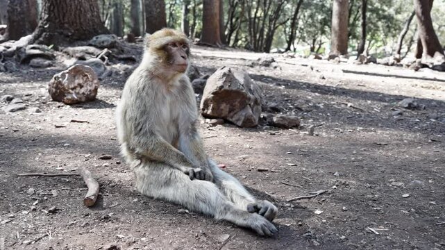 Monkey sitting on the forest floor in Azrou Forest, Morocco, looking thoughtful and relaxed
