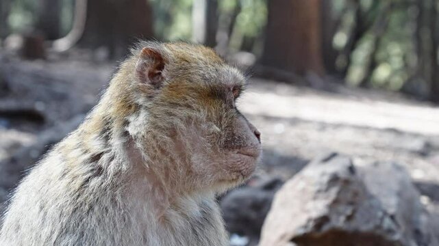 Barbary macaque sitting pensively in Azrou forest, Morocco