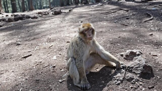 A monkey sitting on the ground in Azrou Forest, Morocco during daytime