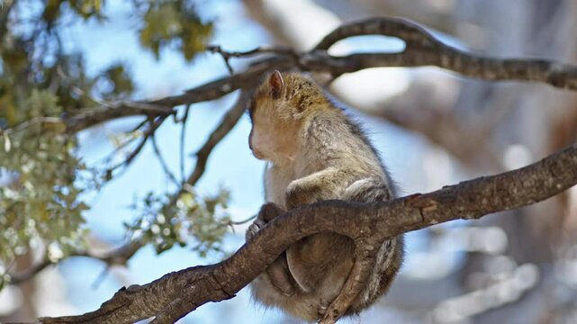 A monkey sits on a branch in the Azrou Forest, Morocco, during a sunny day