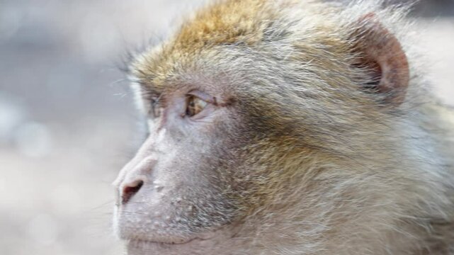 Barbary macaque close-up in Azrou forest, Morocco, showcasing natural behavior and detailed features