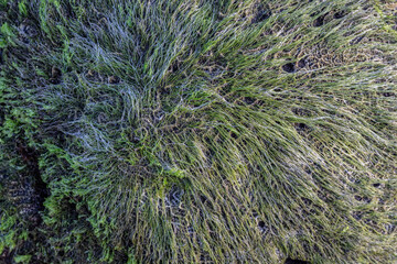 green moss on sea coral rocks