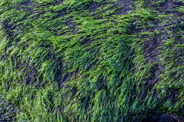 green moss on sea coral rocks