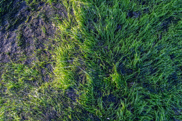 green moss on sea coral rocks