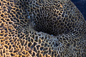 Amazing pattern of dead brain coral washed up on the beach at low tide