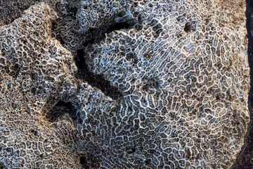 Amazing pattern of dead brain coral washed up on the beach at low tide