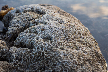 Amazing pattern of dead brain coral washed up on the beach at low tide