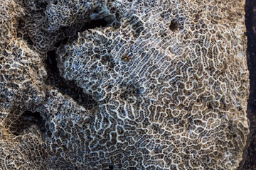 Amazing pattern of dead brain coral washed up on the beach at low tide