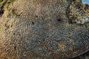 Amazing pattern of dead brain coral washed up on the beach at low tide