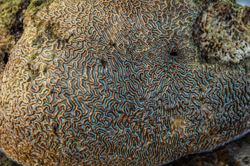 Amazing pattern of dead brain coral washed up on the beach at low tide