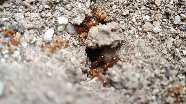 Red ants on ant hole colony on the ground
