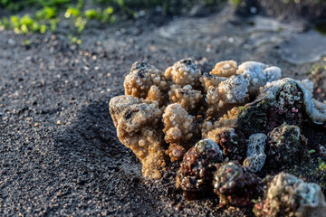 Close up of coral at low tide on the beach