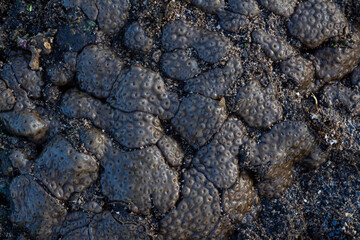 Amazing patterns of brain coral washed up on the beach at low tide