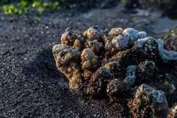 Close up of coral at low tide on the beach