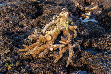 Close up of coral at low tide on the beach