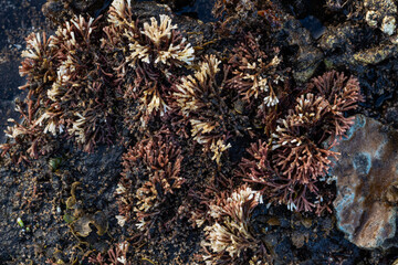 Obraz premium Close up of coral at low tide on the beach