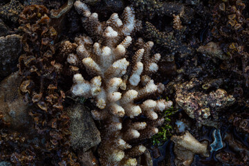 Close up of coral at low tide on the beach