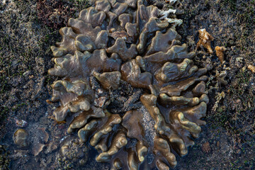 Close up of coral at low tide on the beach