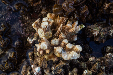 Close up of coral at low tide on the beach