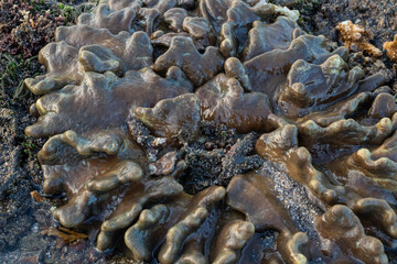 Close up of coral at low tide on the beach