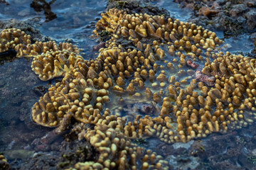 Close up of coral at low tide on the beach