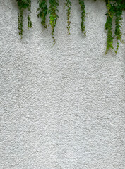 Richly textured exterior wall of a building with afternoon sunlight and green ivy.