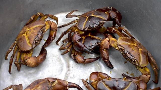 river freshwater crabs, freshwater crabs or field crabs