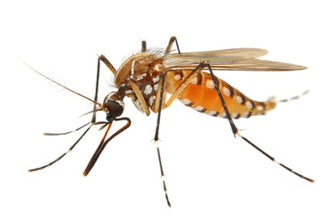 Closeup View of Mosquito on Transparent Background