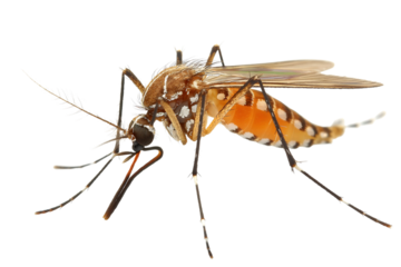 Closeup View of Mosquito on Transparent Background
