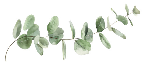 A long eucalyptus leaf branch watercolor clip art is isolated against a transparent background, capturing intricate details.