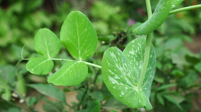 plants of the species Lathyrus oleraceus in the garden in close-up shot