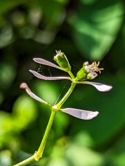 Close up Euphorbia hypericifolia