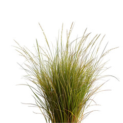 tussock of grass, isolated on a transparent background