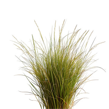 tussock of grass, isolated on a transparent background