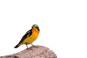 Beautiful Narcissus Flycatcher bird perched on a branch isolated on transparent background png file