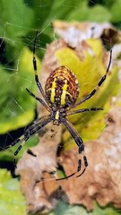 Macro spider close-up shot. Spider in the wild nature weaving web. Toxic wild spider. . High quality photo